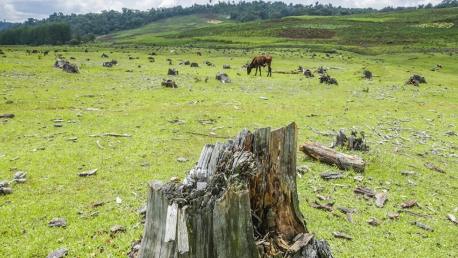 Forests provide more than 86 million green jobs , but deforestation and forest degradation continue at alarming rates.