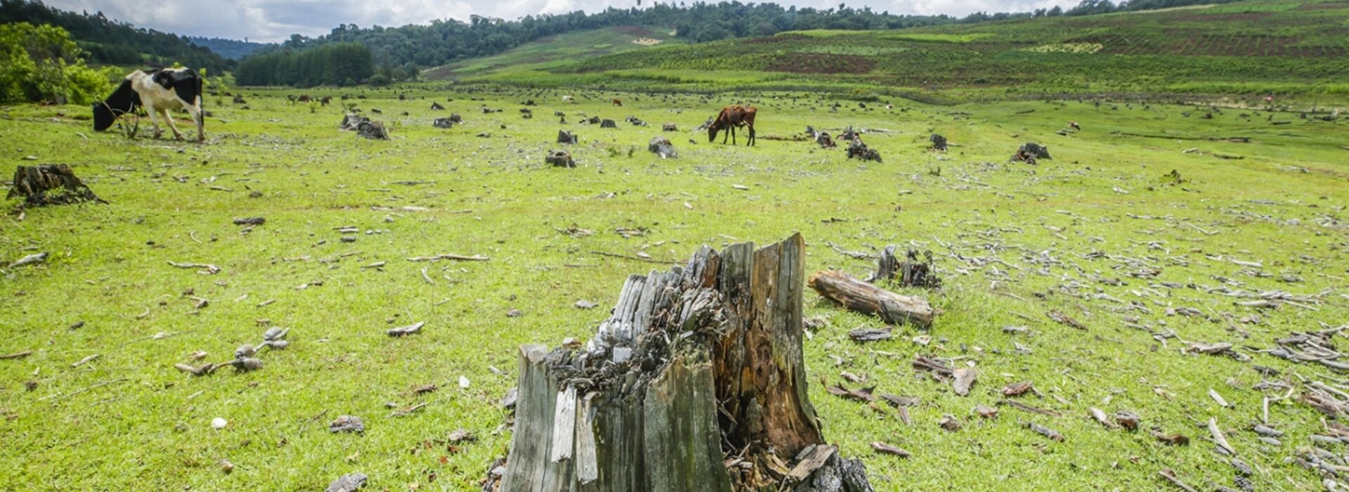 Forests provide more than 86 million green jobs , but deforestation and forest degradation continue at alarming rates.