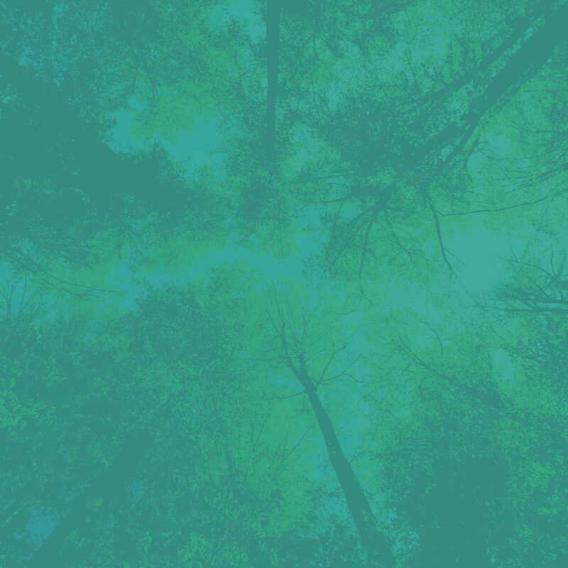 Conozca a nuestros socios