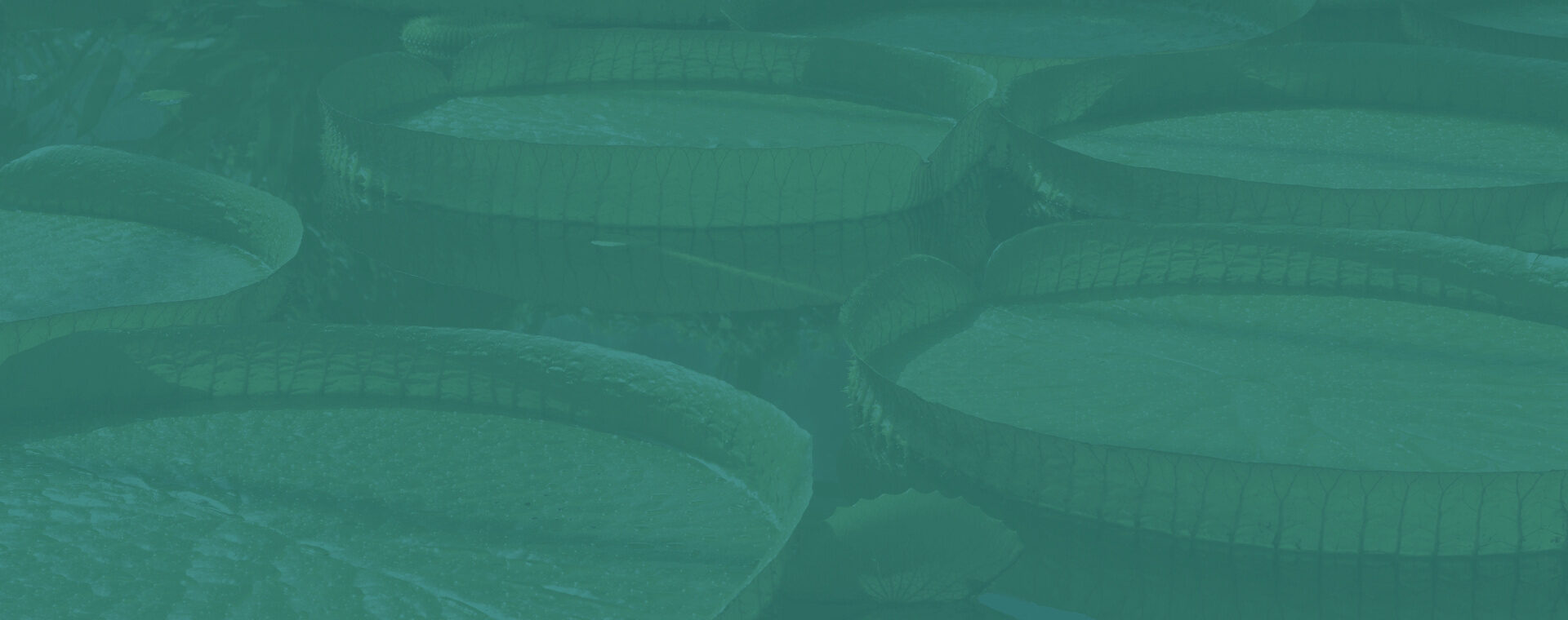 BEWUSSTSEIN UND ANERKENNUNG